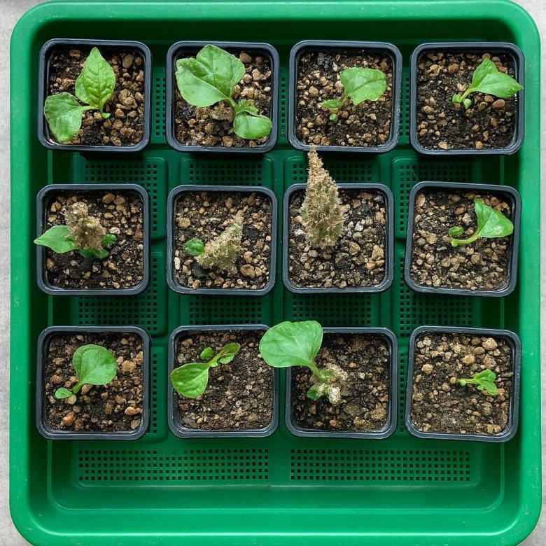 Hilfe für Pflanzenneulinge in München